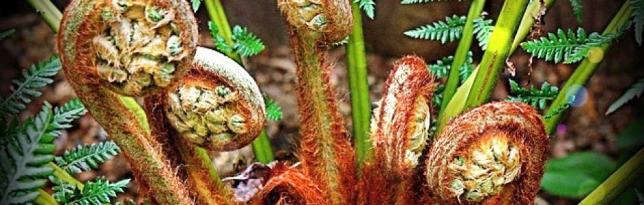 cropped-fronds.jpg